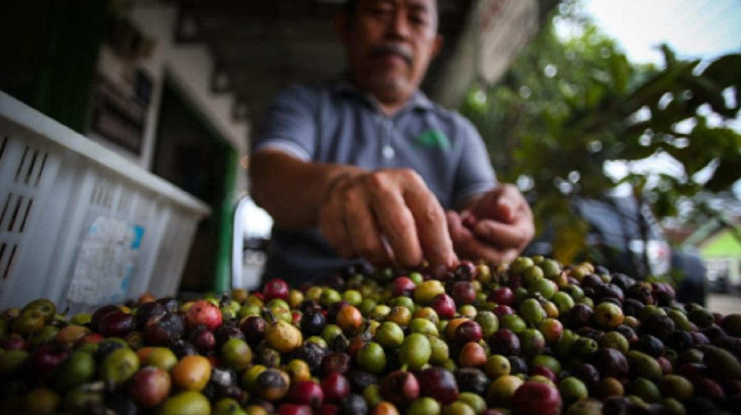 Petani memilah biji kopi di Gunung Betung, Bandar Lampung, Lampung, Rabu (16/3/2022)....