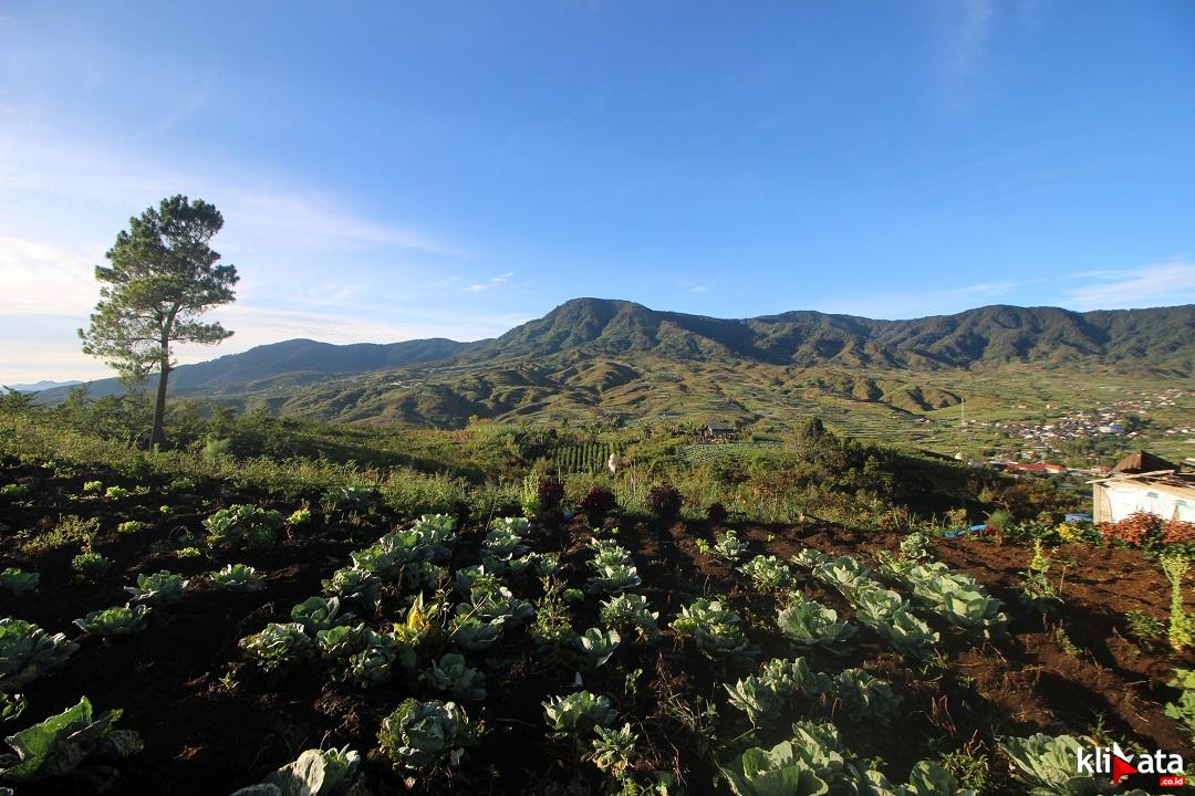 Kebun Kubis dengan latar belakang Bukit Barisan